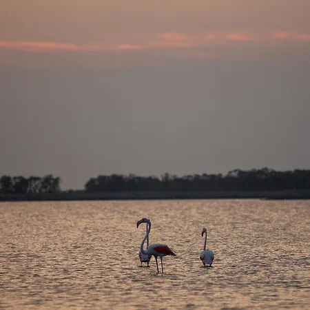 Vista Mare Pineta - A Casa Di Alessandra ليدو دي سبينا