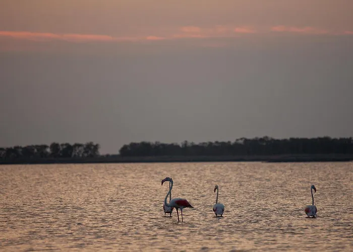 Vista Mare Pineta - A Casa Di Alessandra לידו דה ספינה